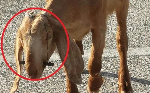 Ρόδος: Συνελήφθη κτηνοτρόφος που κακοποιεί κατσικάκια για να μη θηλάζουν  