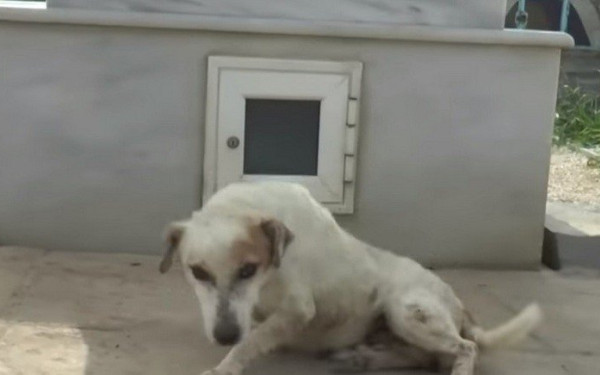 Κόρινθος: Νέα περίπτωση «Χάτσικο» - Σκύλος κοιμάται στον τάφο του ιδιοκτήτη του (βίντεο)