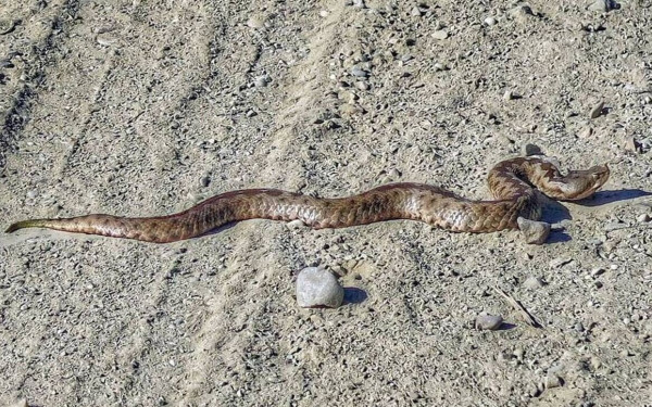 Αλόννησος: Οχιά δάγκωσε ηλικιωμένη τουρίστρια στην παραλία