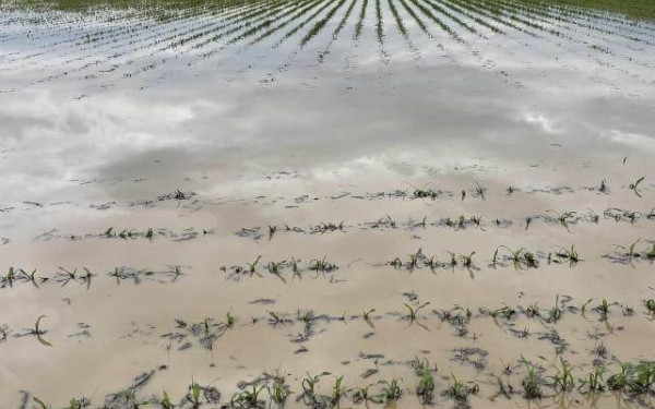 Πέλλα: Αιτήσεις δήλωσης ζημίας μετά την πρόσφατη θεομηνία - Η διαδικασία