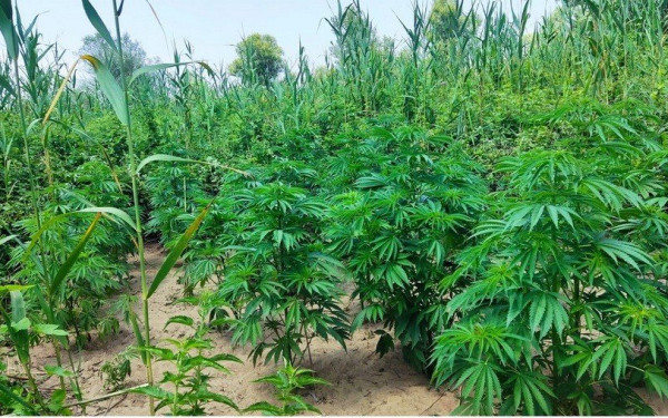 Γερμανία: Πράσινο φως της κυβέρνησης για τη νομιμοποίηση της κάνναβης για ψυχαγωγικούς σκοπούς