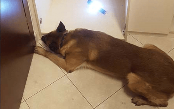 Kαρτέλ κοκαΐνης: Συνελήφθη ξανά ο γιος του γιατρού και η πρώην σύζυγός του - Σκύλος εντόπισε φορτίο στην εταιρεία τους (βίντεο, φωτ.)