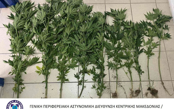 Πιερία: Καλλιεργούσε δενδρύλλια κάνναβης στο χωράφι του