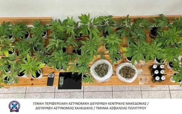 Χαλκιδική: Είχε σε γλάστρες στο σπίτι του 46 φυτά κάνναβης (βίντεο, φωτ.)