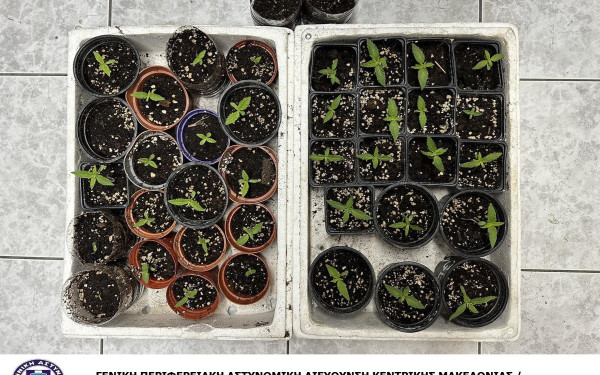 Βόρεια Ελλάδα: Κοκαΐνη, ηρωίνη και φυτά κάνναβης στη φάκα των αρχών (βίντεο)