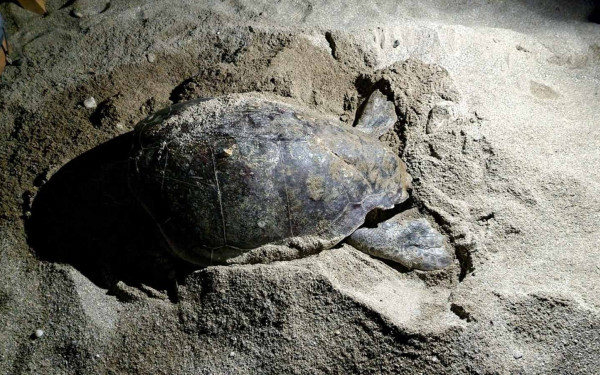 Χελώνα στην Κρήτη δεν μπορούσε επί ώρες να βρει χώρο για να γεννήσει - Είχε παντού ξαπλώστρες (φωτ.)