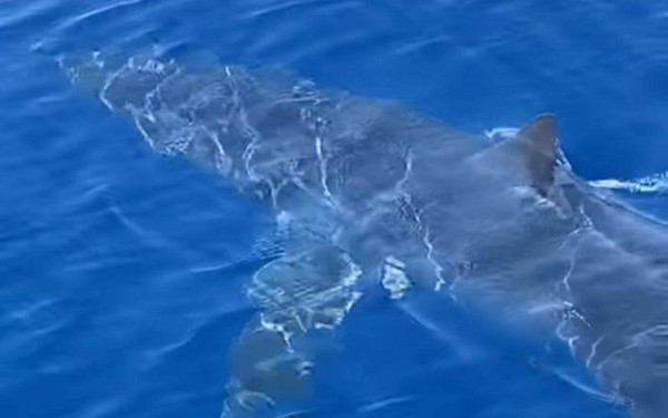 Ισραήλ: Ένας κολυμβητής αγνοείται έπειτα από φερόμενη επίθεση καρχαρία