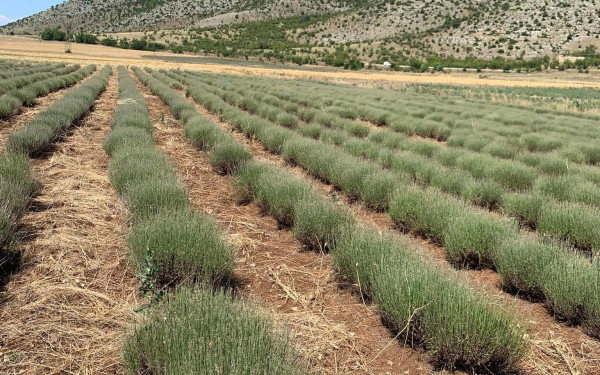 Κοζάνη: Επιδρομή από ακρίδες - Αφάνισαν καλλιέργειες στο Καλονέρι