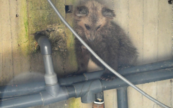 Καστοριά: Αρκουδάκι που έπεσε σε δεξαμενή διασώθηκε με τη βοήθεια ενός κορμού δέντρου