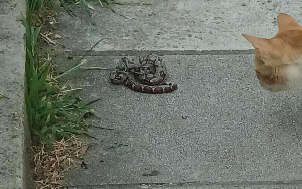 «Ζούγκλα» η Θεσσαλονίκη: Ελεύθερα στην πόλη από χελώνες και κουνέλια έως ιγκουάνα και βόες