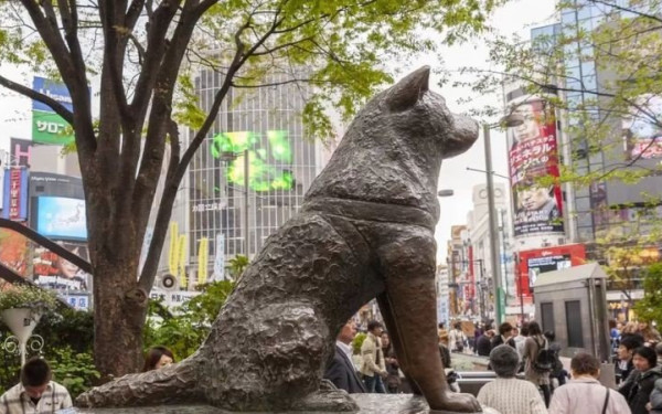  Χάτσικο: 100 χρόνια από τη γέννηση του πιο πιστού σκύλου στον κόσμο (φωτ.)