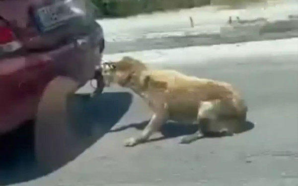 Ζάκυνθος: Συνελήφθη ο άνδρας που έσερνε σκυλί με το αυτοκίνητό του! (βίντεο)