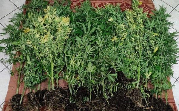 Θεσσαλονίκη: Επίμονος «κηπουρός» μεγάλωνε 143 δενδρύλλια κάνναβης