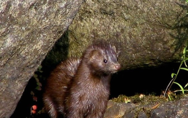 Καστοριά: Μινκ επιτέθηκε και ακρωτηρίασε το χέρι κατάκοιτης ηλικιωμένης