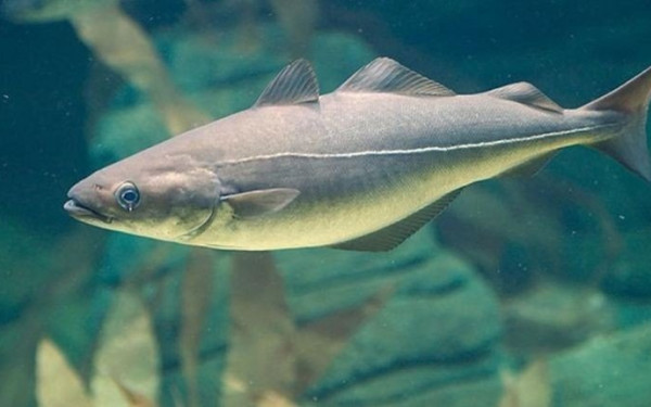 Πλούσιος σε μπακαλιάρο και τόνο ο Τορωναίος Κόλπος στη Χαλκιδική - Ο ξιφίας «κινδυνεύει»