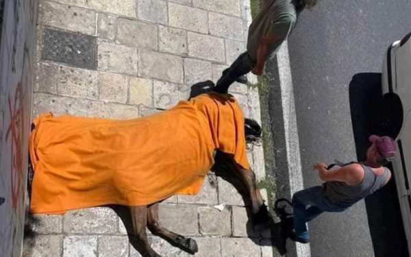 Νεκρό άλογο στην Κέρκυρα: Καταγγελία μάρτυρα ότι ο 80χρονος αμαξάς μαστίγωνε το άτυχο ζώο προτού πεθάνει (βίντεο)