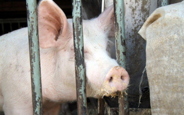 Θεσσαλονίκη: Κρούσμα αφρικανικής πανώλης των χοίρων σε εκτροφή στο Δήμο Βόλβης