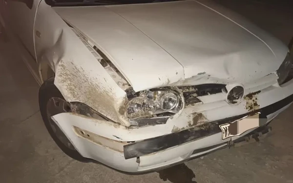 Χαλκιδική: Αυτοκίνητο συγκρούστηκε με αγριογούρουνο (φωτ.)