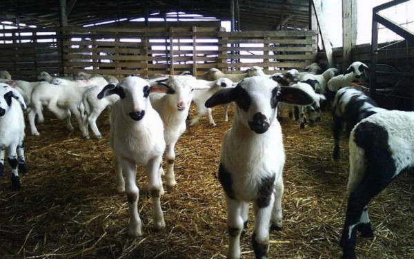 Μειώσεις ζωικού κεφαλαίου και κτηνοτροφικών εκμεταλλεύσεων κατέγραψε η ΕΛΣΤΑΤ