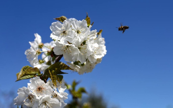Διδυμότειχο: Μελισσοκόμος ετών…14 έχει ήδη το δικό του Μελισσοκομείο - Δείτε βίντεο