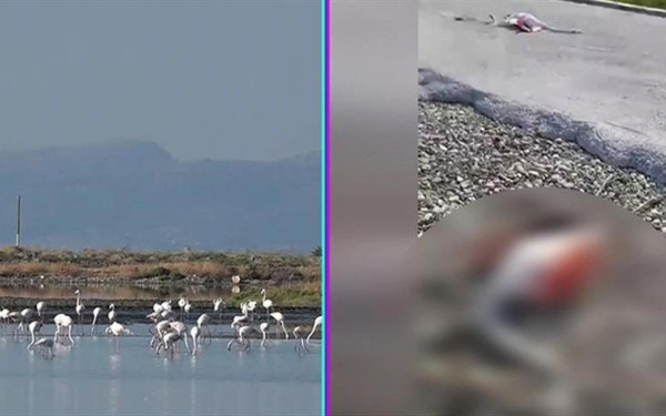 Νεκρά φλαμίνγκο από ηλεκτροπληξία στο Μεσολόγγι (βίντεο)
