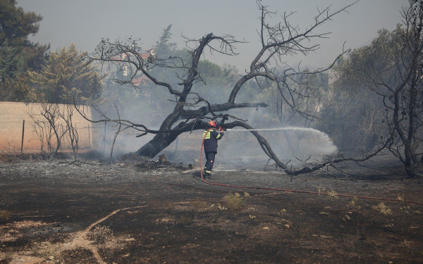 Κάηκε καταφύγιο ζώων στο Λαγονήσι - Λίγα επιβίωσαν