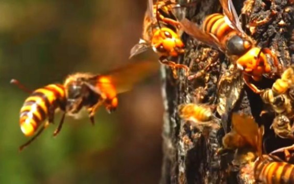 Λευκάδα: 4χρονος κατάπιε σφήκες 
