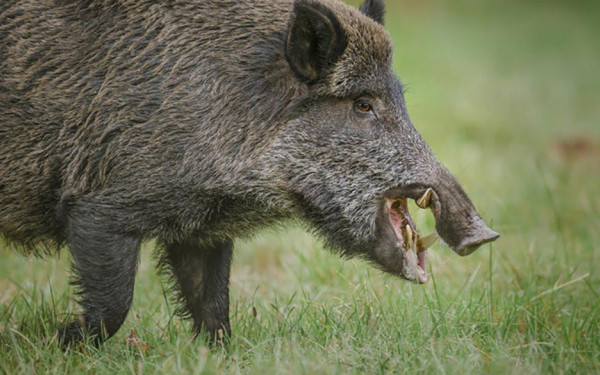 Θεσσαλονίκη: Την πρώτη εβδομάδα του Οκτωβρίου ξεκινάει η ρίψη εμβολίων – δολωμάτων για τα άγρια ζώα, κατά της λύσσας