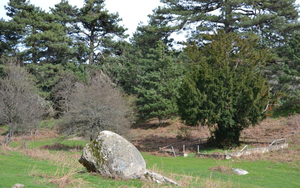 Το όρος Δραγουντέλι της Σιθωνίας φιλοξενεί τον μεγαλύτερο ίταμο της χώρας, ηλικίας 2000 χρόνων