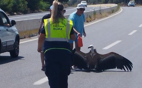 Κρήτη: Γυπετός έπαθε θερμοπληξία και έπεσε στο έδαφος (βίντεο, φωτ.)