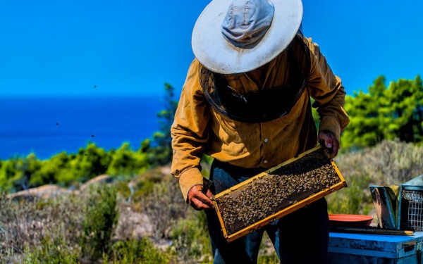 Ηράκλειο: Εξετάζεται η θέσπιση Παγκρήτιου Διαγωνισμού Μελιού