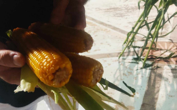 Πραγματοποιήθηκε η Γιορτή Καλαμποκιού στο Κιλκίς