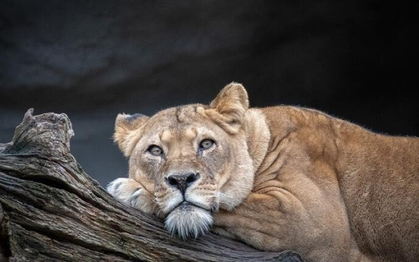 Γερμανία: Συναγερμός για ελεύθερο λιοντάρι που αποδείχθηκε ...λούτρινο	