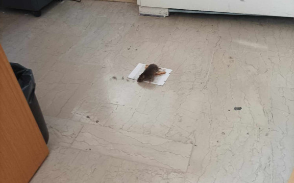 Αδιανόητες εικόνες στην Καλαμαριά: Άνθρωποι και ποντίκια σε υπηρεσία του δήμου (βίντεο, φωτ.)