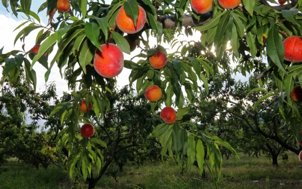 Κεντρική Μακεδονία: Η κλιματική κρίση έφτασε στο... χωράφι