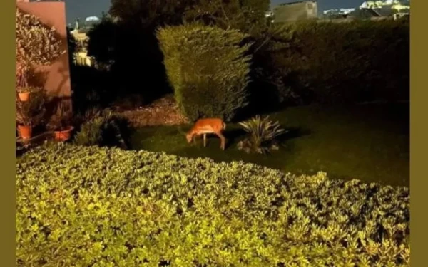 Ρόδος: Πολλά νεκρά ελάφια λόγω της πυρκαγιάς	(βίντεο, φωτ.)