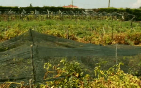 Θεσσαλονίκη: Ο καύσωνας κατέστρεψε τα κηπευτικά στα Κουφάλια (βίντεο)