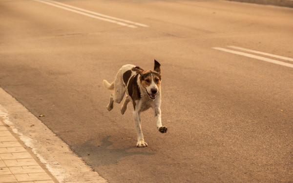 Τραγικός απολογισμός σε απώλειες ζώων και δέντρων σε Ρόδο και Μαγνησία