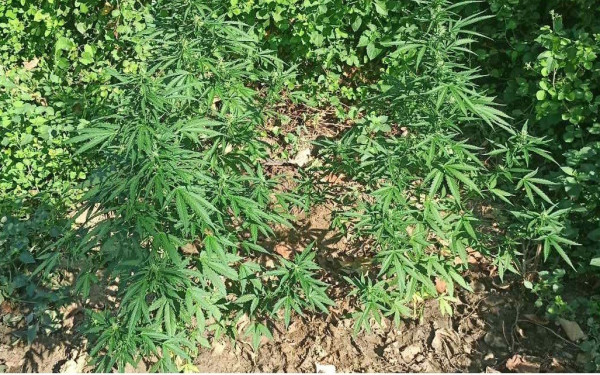 Σέρρες: Καλλιεργούσε κάνναβη στο χωράφι του (βίντεο)