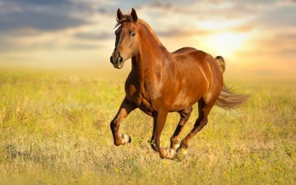 Μυτιλήνη: Άνδρας τραυματίστηκε σοβαρά από το άλογό του