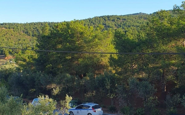 Κωνσταντινουπολίτικα: Πρώτο «μπλόκο» στην κοπή δέντρων για το FlyOver με προσωρινή διαταγή αναστολής των εργασιών