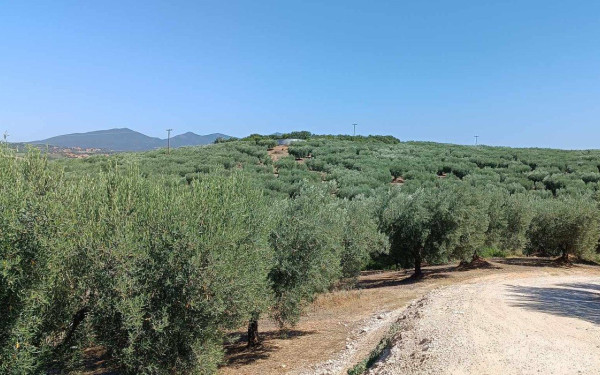 Χαλκιδική: Kαταστροφική χρονιά για αγρότες και εξαγωγείς της πράσινης ελιάς- Ζημία άνω των 200 εκατ. ευρώ