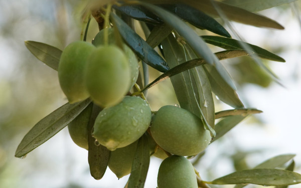Χαλκιδική: Η ακαρπία της ελιάς πάει στο... Μαξίμου