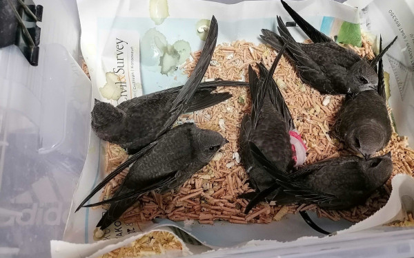 Θεσσαλονίκη: Το ζεστό καλοκαίρι του 2023 ταλαιπωρεί και τις σταχτάρες