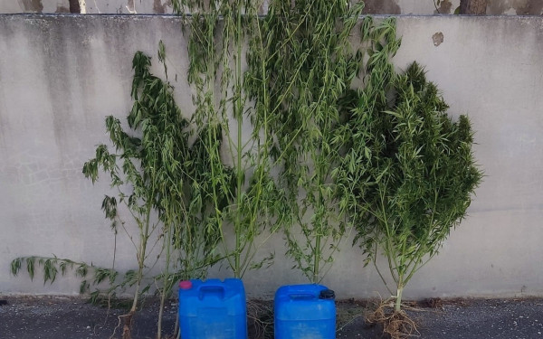 Σέρρες: Kαλλιεργούσαν κάνναβη στο χωράφι τους