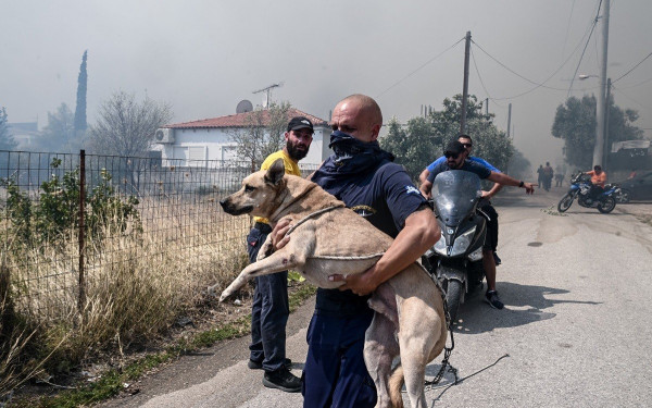 Φωτιά στην Αλεξανδρούπολη: Η οικολογική καταστροφή σε αριθμούς 