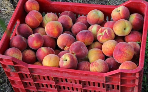 Γενναία αύξηση για να καλυφθεί το κόστος παραγωγής ζητούν οι ροδακινοπαραγωγοί