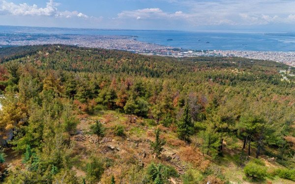 Συνεχίζεται από το πρωί η απαγόρευση κυκλοφορίας στο Σέιχ Σου και όλα τα δάση της Θεσσαλονίκης