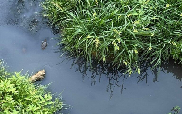Χαλκιδική: Καταγγελία για λύματα στον ποταμό της Συκιάς
