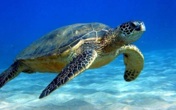 ΑΡΧΕΛΩΝ : Γιατί δεν πρέπει να ταΐζουμε τις θαλασσιες χελώνες